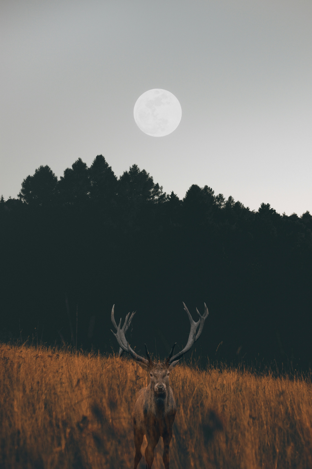 Buck Moon Rituals: A Cottagecore Witch's Guide to July's Full Moon